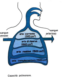 respiratorio (1).jpg